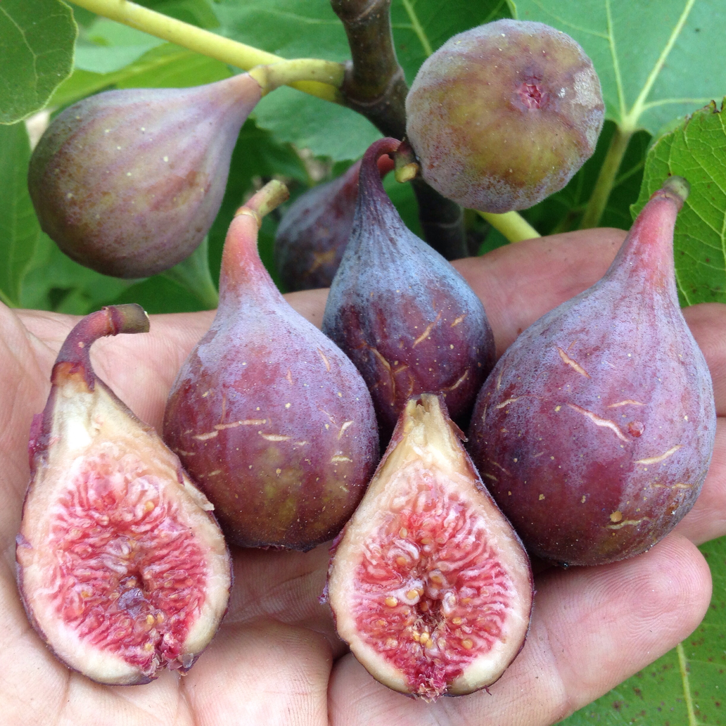 Mystery Fig Number One: Can you identify this fig variety