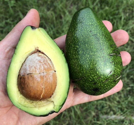 Experimenting with not-quite-as-cold-hardy avocado varieties